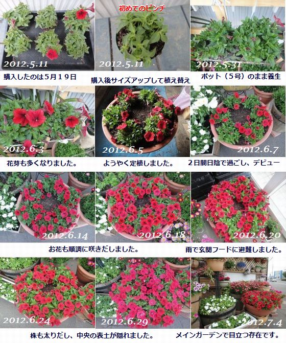 今日は 種まきday ペチュニアの種蒔き サフィニアレッドの昨年の記録 小さな花宇宙 そして それから 老いふたりの小宇宙 楽天ブログ