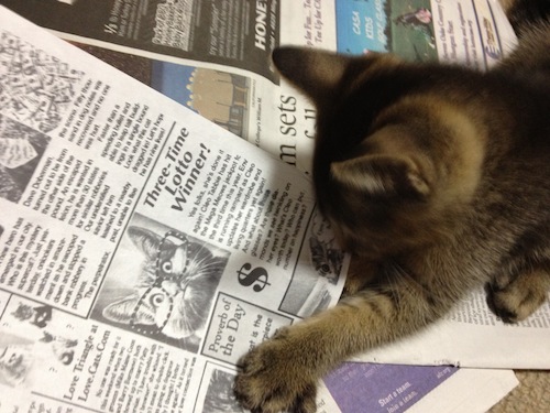 新聞とクゥ