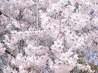 ４月９日の誕生花 シダレザクラ 枝垂れ桜 の花言葉 優美 花のれんに隠された ごまかし 弥生おばさんのガーデニングノート 花と緑の365日 楽天ブログ