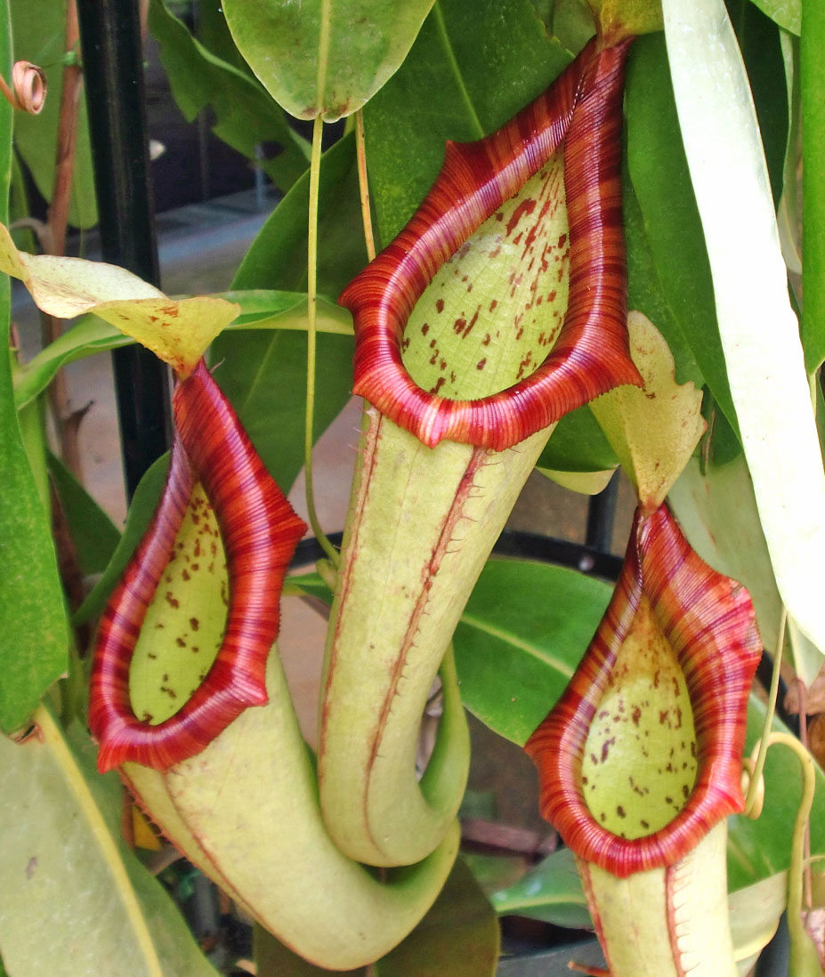 バンブーハウス 沖縄 食虫植物01 ネペンテス ミクス タオオイソ 