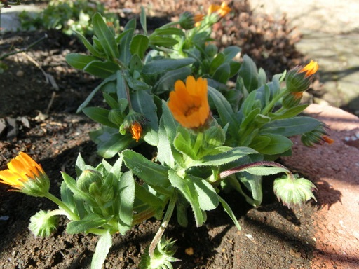 カレンジュラ 冬知らず は超耐寒性の花 置かれた場所で 静かな時が流れる 風の庭 楽天ブログ