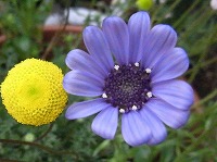 ３月１４日の誕生花 フェリシアの花言葉 幸福 色鮮やかな青い宝石のように 恵まれている ブルーデージーの仲間 弥生おばさんのガーデニングノート 花 と緑の365日 楽天ブログ