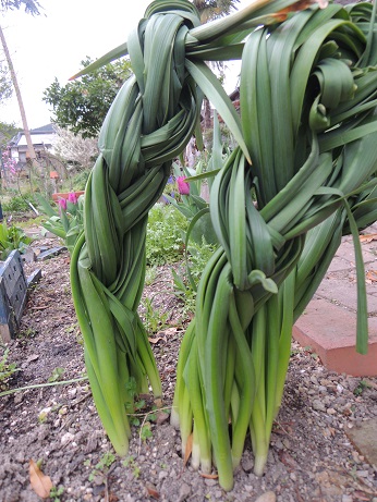 水仙の三つ編みとすももの花 ひだまりの庭日記 楽天ブログ