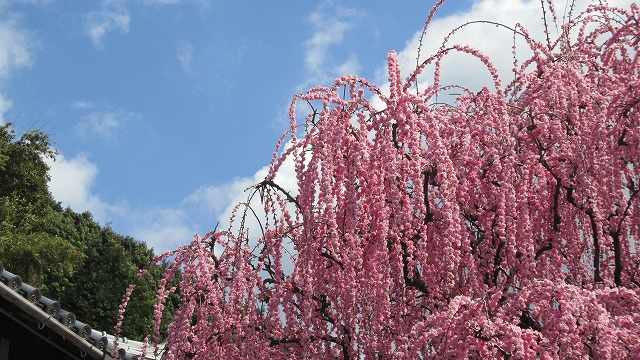 IMG_5546.jpg