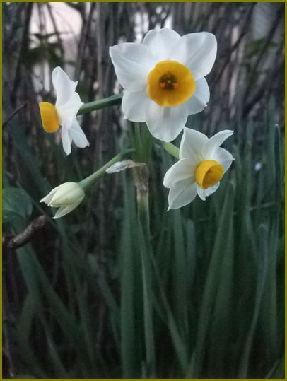 水仙の花凛として立ち尽す♪ | 花の歳時記 （天南星の魅力＆山