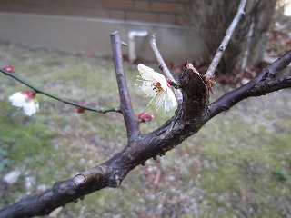 IMG_5227.jpg