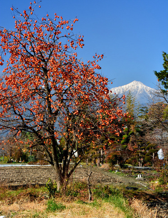 常念岳と柿の木のある風景 | フォト安次郎・安らぎの風景 - 楽天ブログ