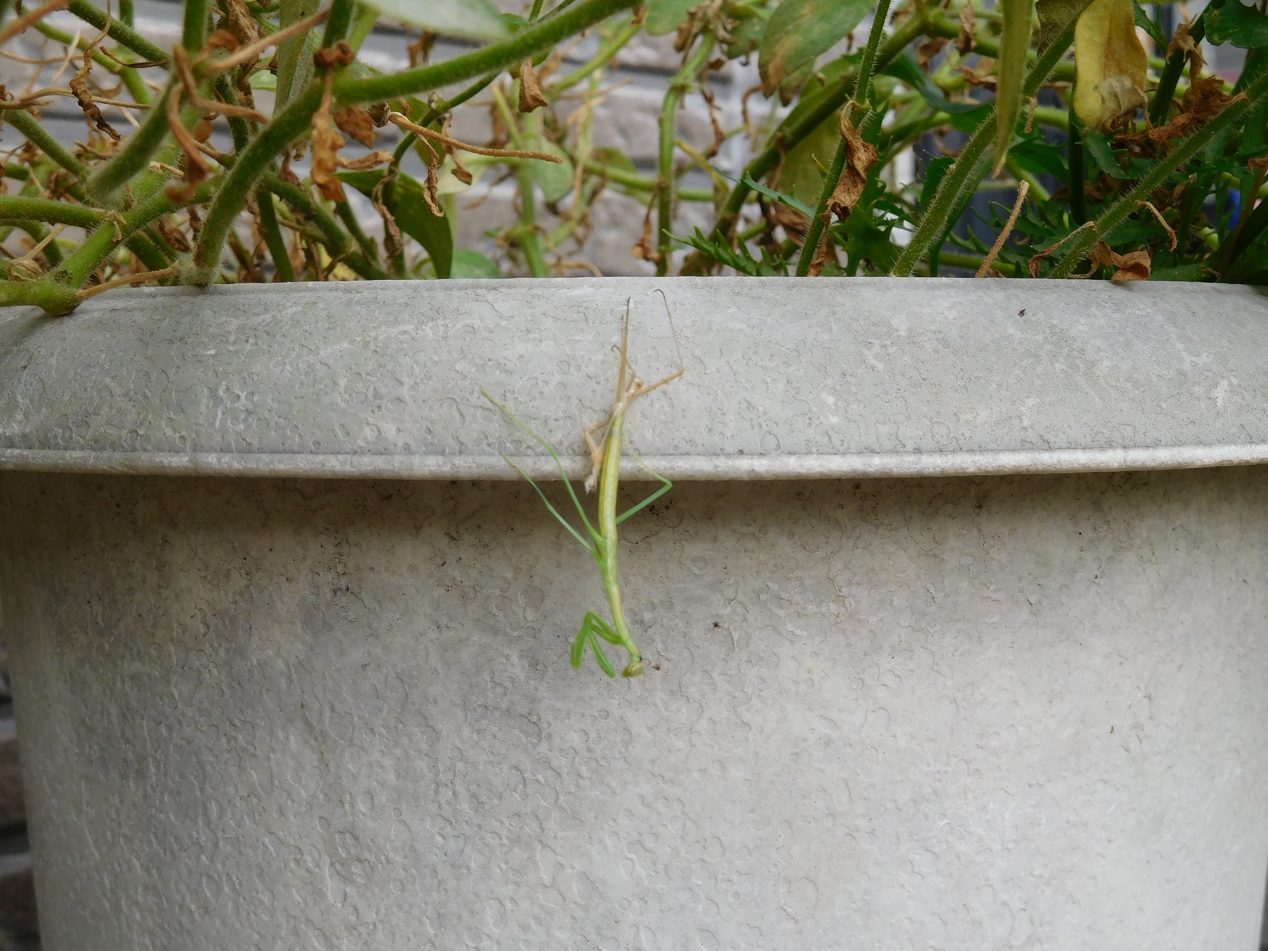 カマキリの捕食 ｔｅａ ｇａｒｄｅｎ ちょっとひとりごと 楽天ブログ