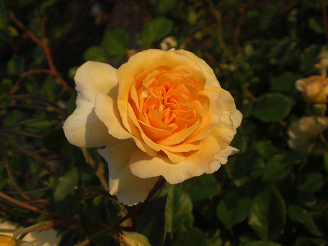 ルージュピエールドゥロンサールがやっと咲きました。 | スローライフに憧れて・・・ ～薔薇や野菜を育てながら～ - 楽天ブログ