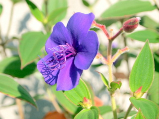 今時分の花 紫紺野牡丹 ノボタン科 三田のいのしし 見て歩き日記 楽天ブログ
