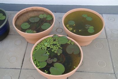 IMGP8416.JPG
