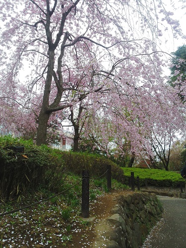 senzokuike8