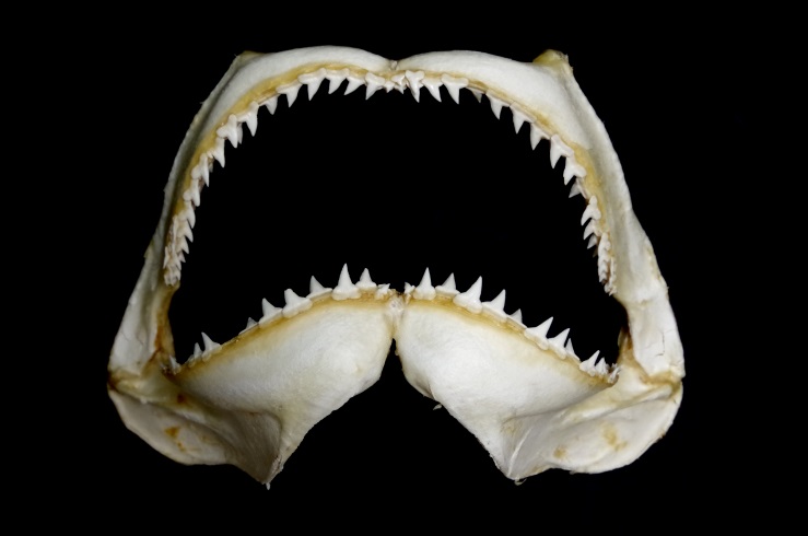 ヒラシュモクザメ 顎 標本 | ☆ヨッキーのサメ好きブログ - 楽天ブログ