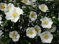 ５月２５日の誕生花 ノイバラ 野茨 の花言葉 素朴な愛 野に咲くバラ 薔薇 の 詩 弥生おばさんのガーデニングノート 花と緑の365日 楽天ブログ