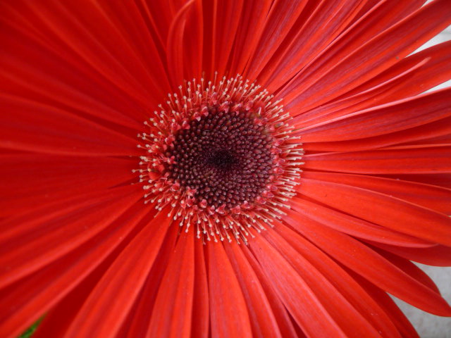 ガーベラ&ノースポール&三葉つつじ&つばき2種類 (写真あり) 私の好きな花♪ 楽天ブログ