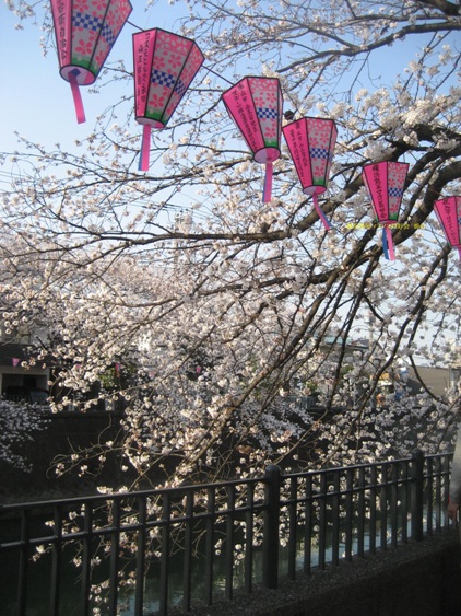 弘明寺 桜 祭り