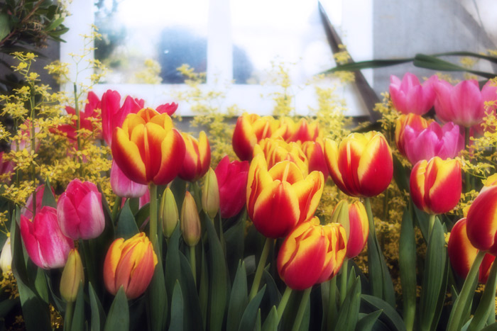 呆韓論 思いつくまま 楽天ブログ