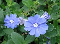 ６月２５日の誕生花 アメリカンブルーの花言葉 あふれる思い 真夏の空を切り取ったようなエボルブルスの 清涼感 のある花 弥生おばさんのガーデニングノート 花と緑の365日 楽天ブログ