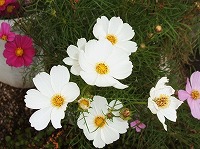 １０月１４日の誕生花 コスモス 白 の花言葉 乙女の純潔 優美 に群れ咲く白く 美麗 な花 弥生おばさんのガーデニングノート 花と緑の365日 楽天ブログ