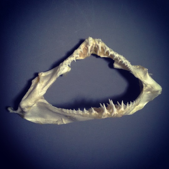 オオセ　歯　顎　標本　S３ オオセ 歯 顎 標本 S3