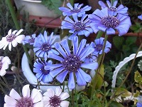 ３月１４日の誕生花 フェリシアの花言葉 幸福 色鮮やかな青い宝石のように 恵まれている ブルーデージーの仲間 弥生おばさんのガーデニングノート 花と緑の365日 楽天ブログ