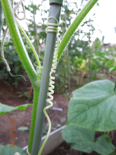 くるくる きゅうりの巻きひげがおもしろい あくびむすめの家庭菜園便り 楽天ブログ