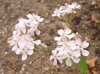 ４月１６日の誕生花 ムシトリナデシコ 虫取撫子 の花言葉 青春の愛 と 裏切り 可憐な花の 未練 弥生おばさんのガーデニングノート 花と緑の365日 楽天ブログ