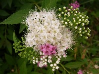 ６月１４日の誕生花 シモツケ 下野 の花言葉 整然とした愛 群がって咲く小花の 無益 な はかなさ 弥生おばさんのガーデニングノート 花と緑の365日 楽天ブログ