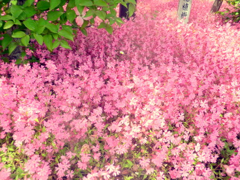 和名 フクロナデシコ の花 フラワ タウンのバス停付近に花壇で満開だった 三田のいのしし 見て歩き日記 楽天ブログ