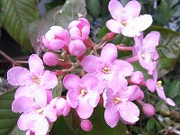 １０月２９日の誕生花 アッサムニオイザクラ アッサム匂い桜 の花言葉 匂い立つ魅力 桜色の しとやか な花の甘くやさしい香り 弥生おばさんのガーデニングノート 花と緑の365日 楽天ブログ