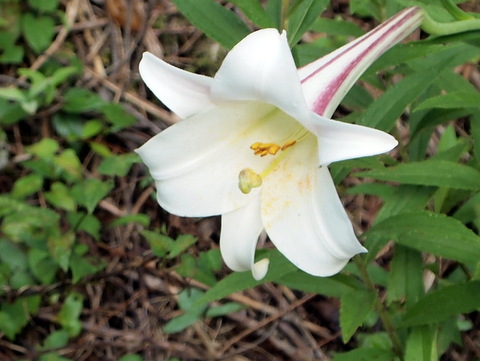庭のタカサゴユリの花とそれから生まれたその苗と球根 三田のいのしし 見て歩き日記 楽天ブログ