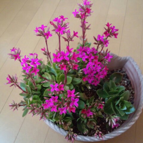 カランコエ 花