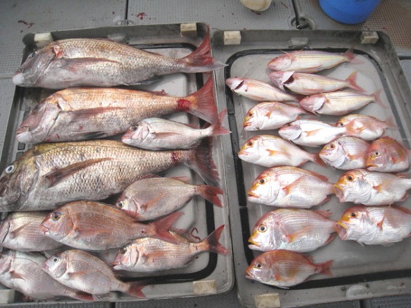 真鯛 イトヨリ レンコ鯛 鯛ラバ 鯛カブラ のポテンシャルは餌釣りを凌駕する 愛すべき道具達 楽天ブログ