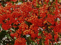 １０月２６日の誕生花 トキワサンザシ 常盤山櫨子 の花言葉 燃ゆる想い 赤い 慈悲 の実の 美しさはあなたの魅力 弥生おばさんのガーデニングノート 花と緑の365日 楽天ブログ
