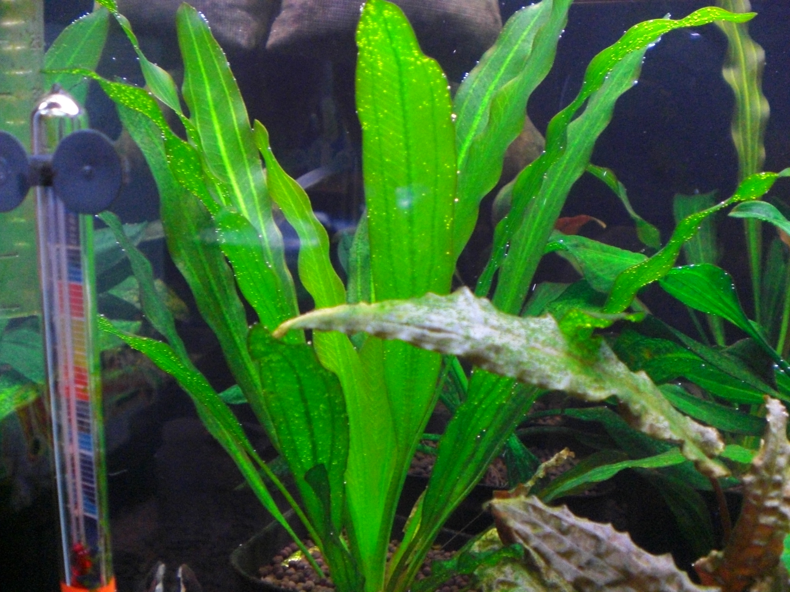 60×45cm水槽 水草紹介 | 暇じゃないけど適当にアクアリウムの