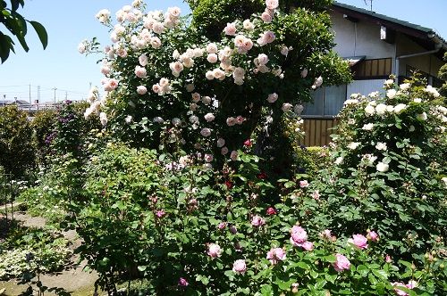 ２０１６春のバラ 木に誘引したロココ バラの香る庭へようこそ 楽天ブログ