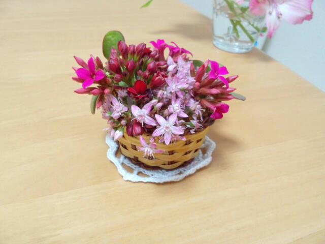 多肉の花