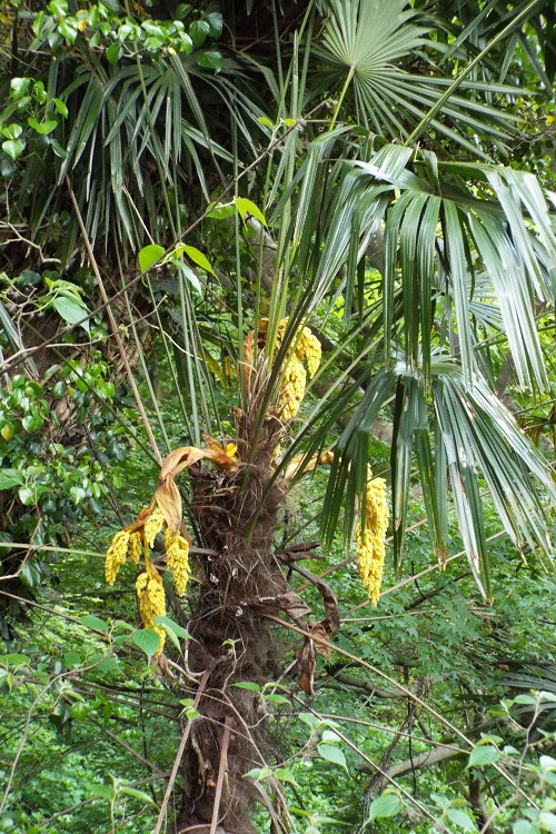 ワシュロ 和棕櫚 雄株の花をアップにして見た 気ままな生活 楽天ブログ