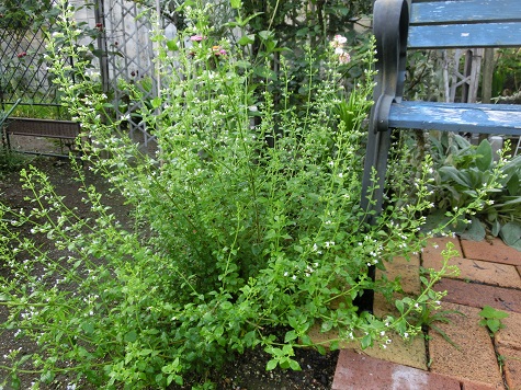 ハーブのカラミンサと白い夏菊 傾聴ボランティア 静かな時が流れる 風の庭 楽天ブログ