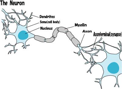 神経細胞（英語）.jpg
