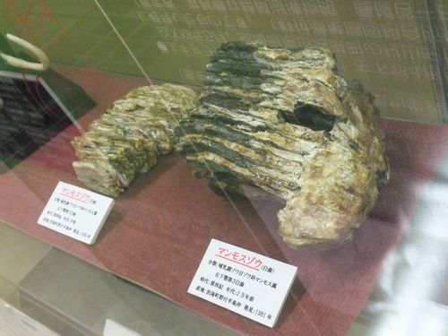 ねむろのちょっと歴史たび第41回「マンモスゾウの臼歯」 | 北海道庁の