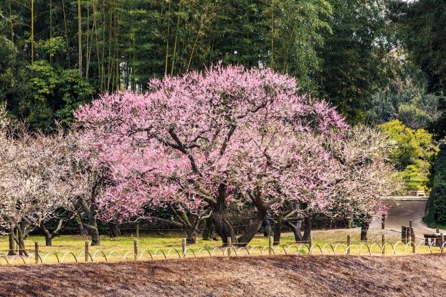 岡山後楽園の梅の枝をお土産に 期間限定販売 ホテルエクセル岡山 スタッフブログ 楽天ブログ