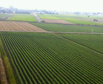 大豆畑が雨に濡れ青々と・・・。