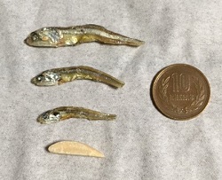 小魚アーモンド3
