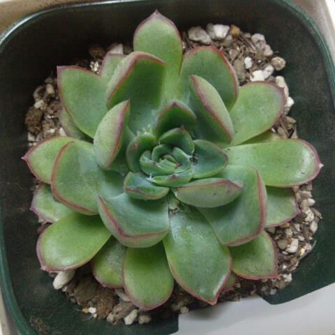 花うらら
