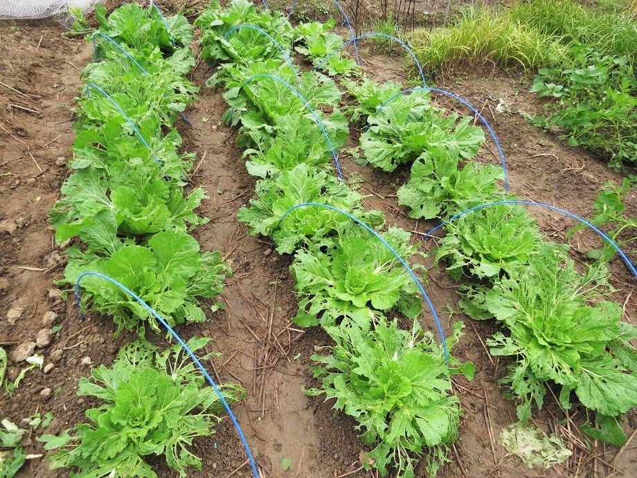 朝焼けを眺め 野菜の虫取り 白菜 ブロッコリー 大根の様子 野鳥 カワセミ君 ジョビコちゃん モズ 大分金太郎の花鳥蝶月 楽天ブログ