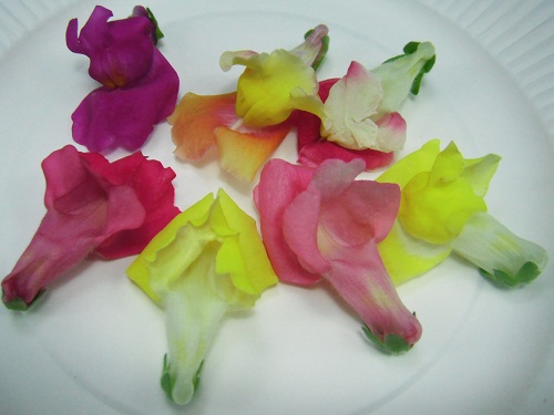 食用花 スナップドラゴン 金魚草 を購入してみた 気ままな生活 楽天ブログ