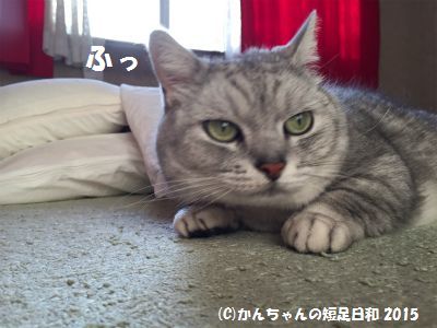 ゴキブリホイホイに引っかかった猫 かんちゃんの短足日和 楽天ブログ