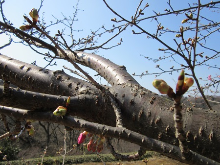 河津桜.jpg