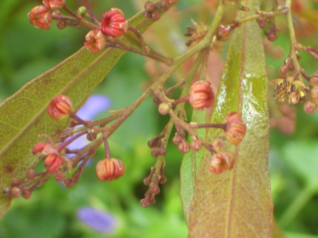 ドドナエアの花とカンパニュラアルペンブルー 庭侍 にわざむらい 楽天ブログ